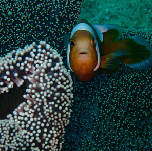 Puerto Galera, Philippines