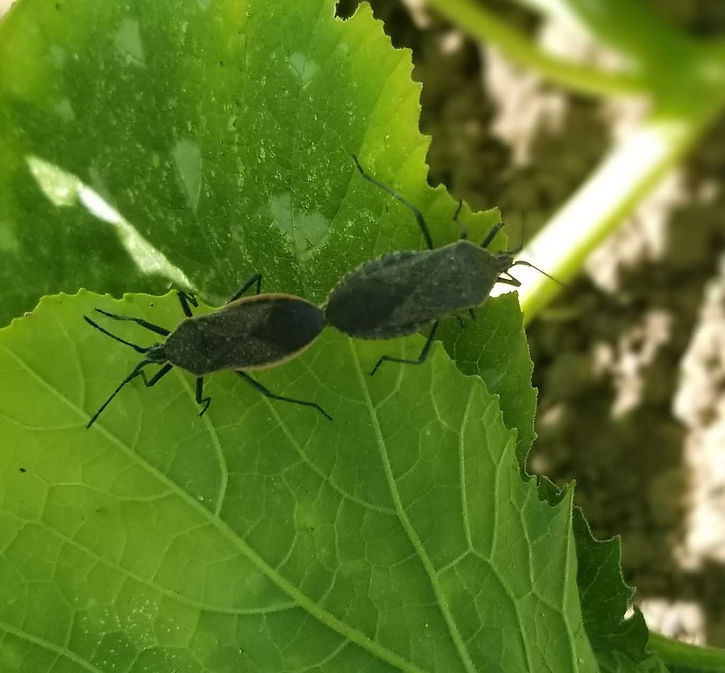 squash bugs.jpg