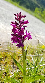 wild orchid.jpg