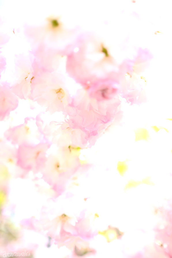 夢じゃない、春が 咲いた