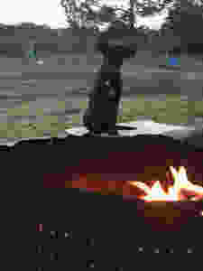 Black puppy dog checking out the fire