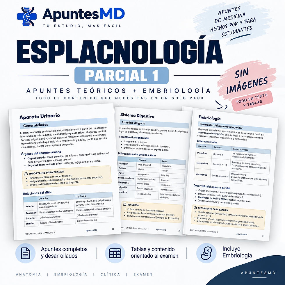 Portada Esplacnología P1: apuntes teóricos y embriología