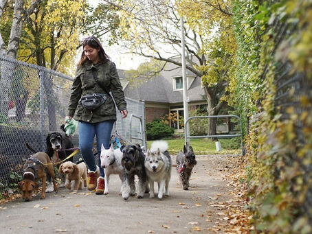 I received an unkind comment on a video of me dog walking...