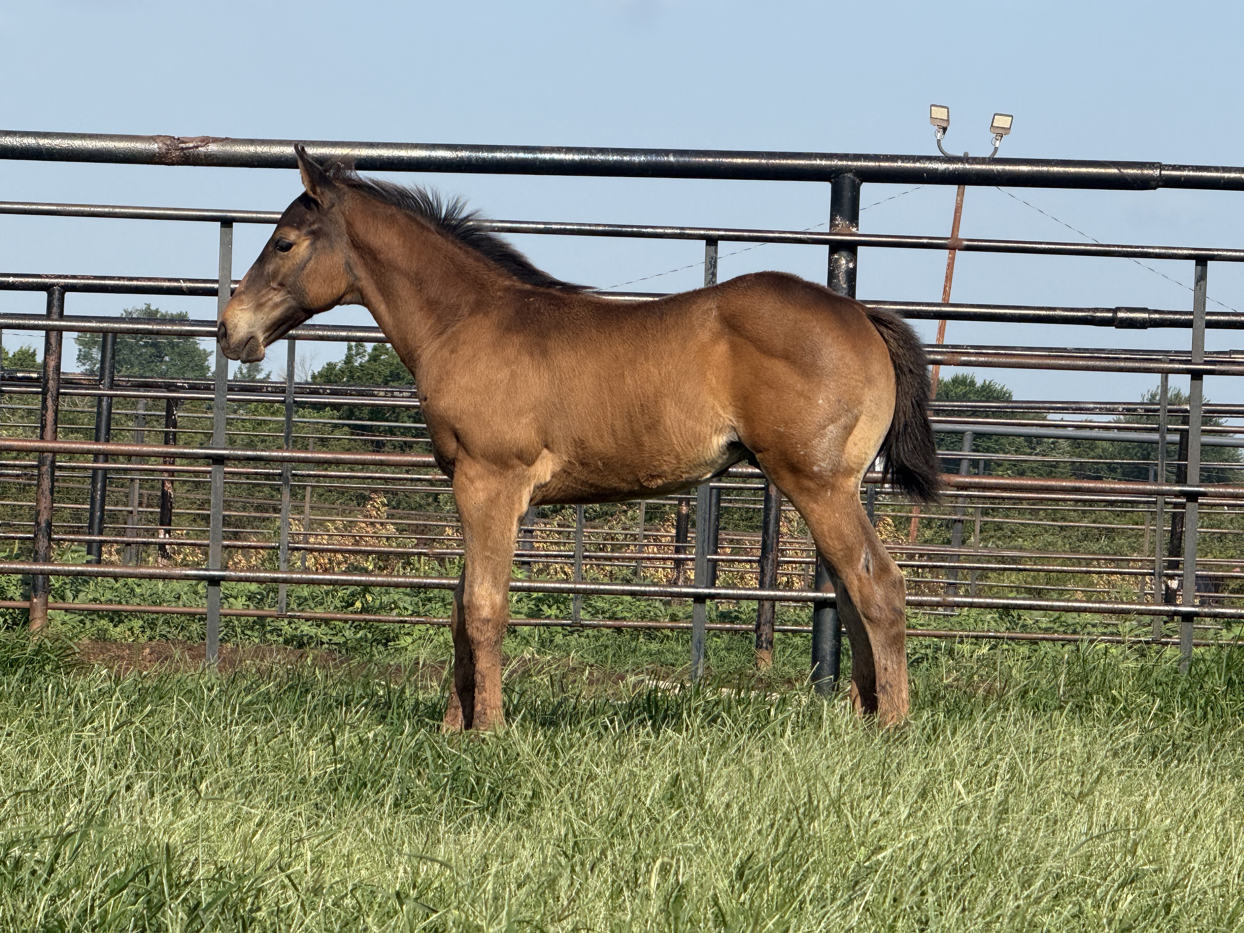 Noble Ranch foal — The Silk Streaker × LKN Roll On Lexie