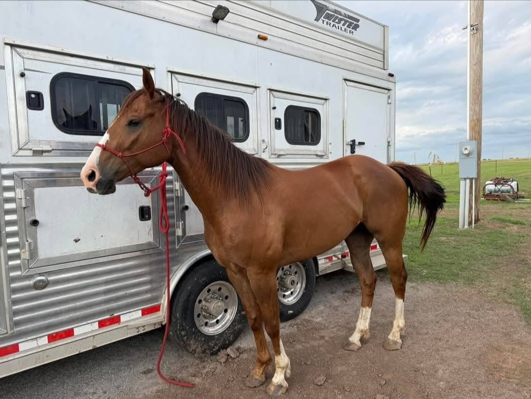 LKN Whatabugrollin — Noble Ranch