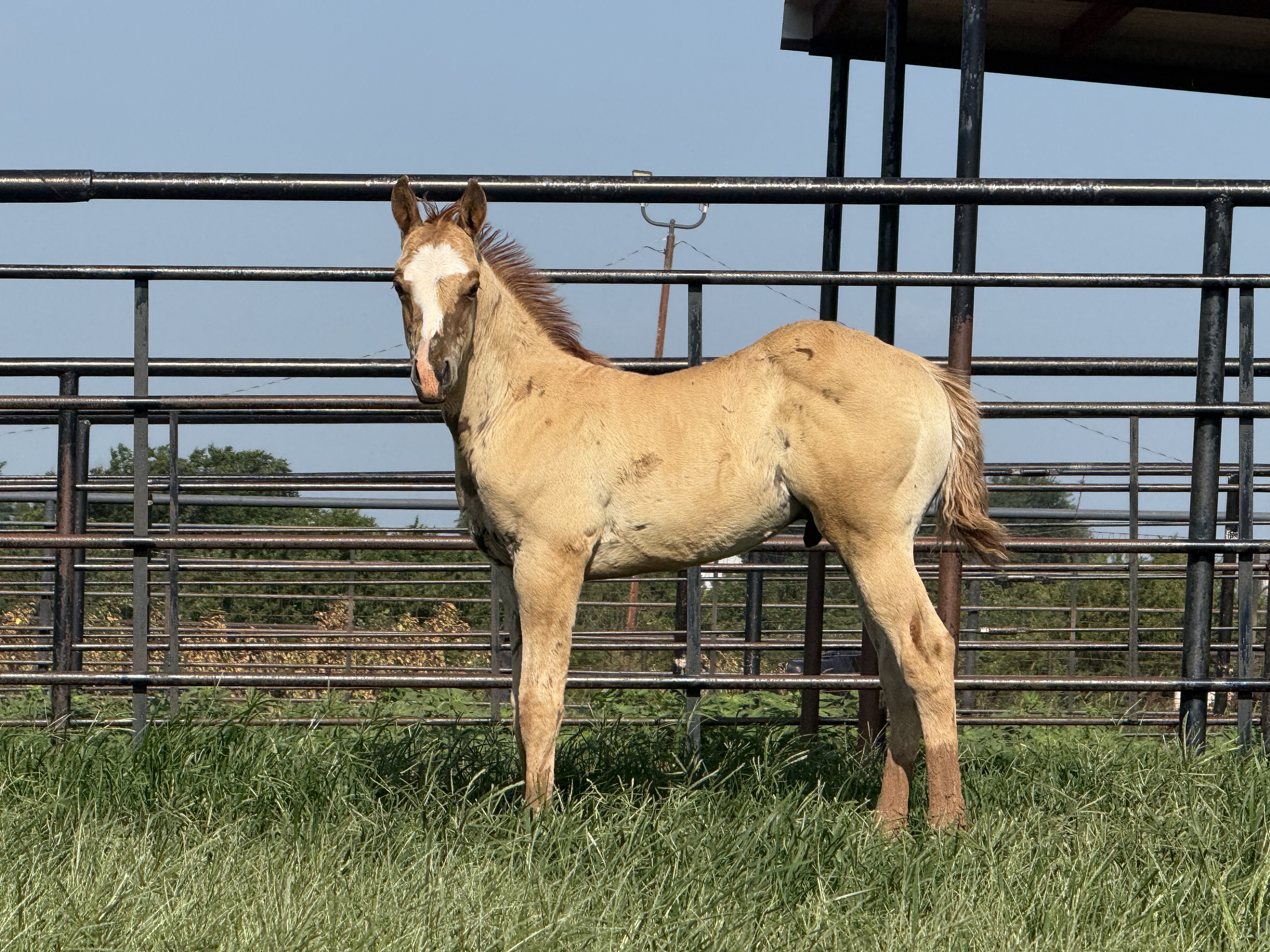 Noble Ranch foal — Ref Majestico × Godivas Mary Violet