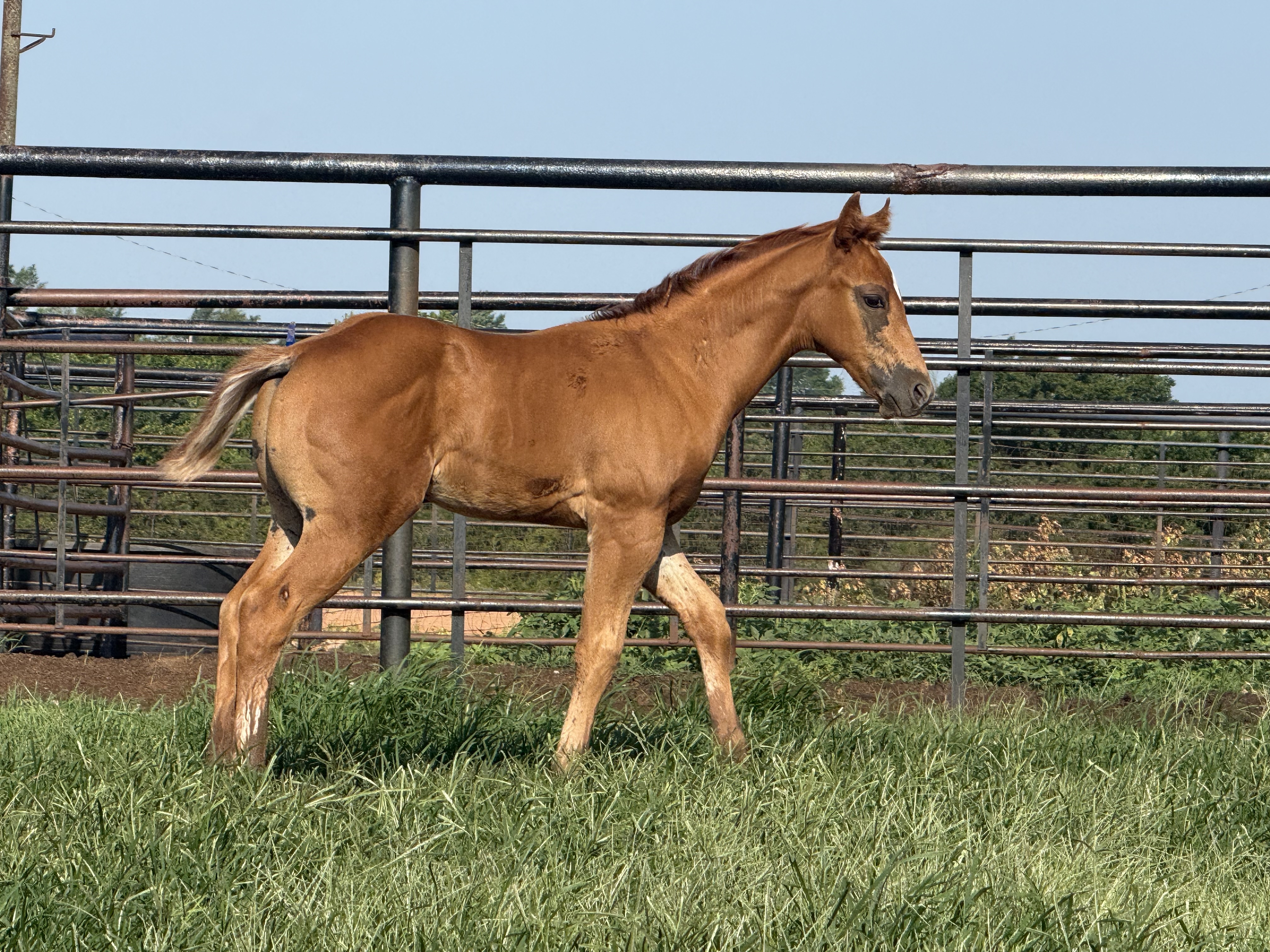 Noble Ranch foal — Easy Rollin Rollex × CN Bons Canta Dame