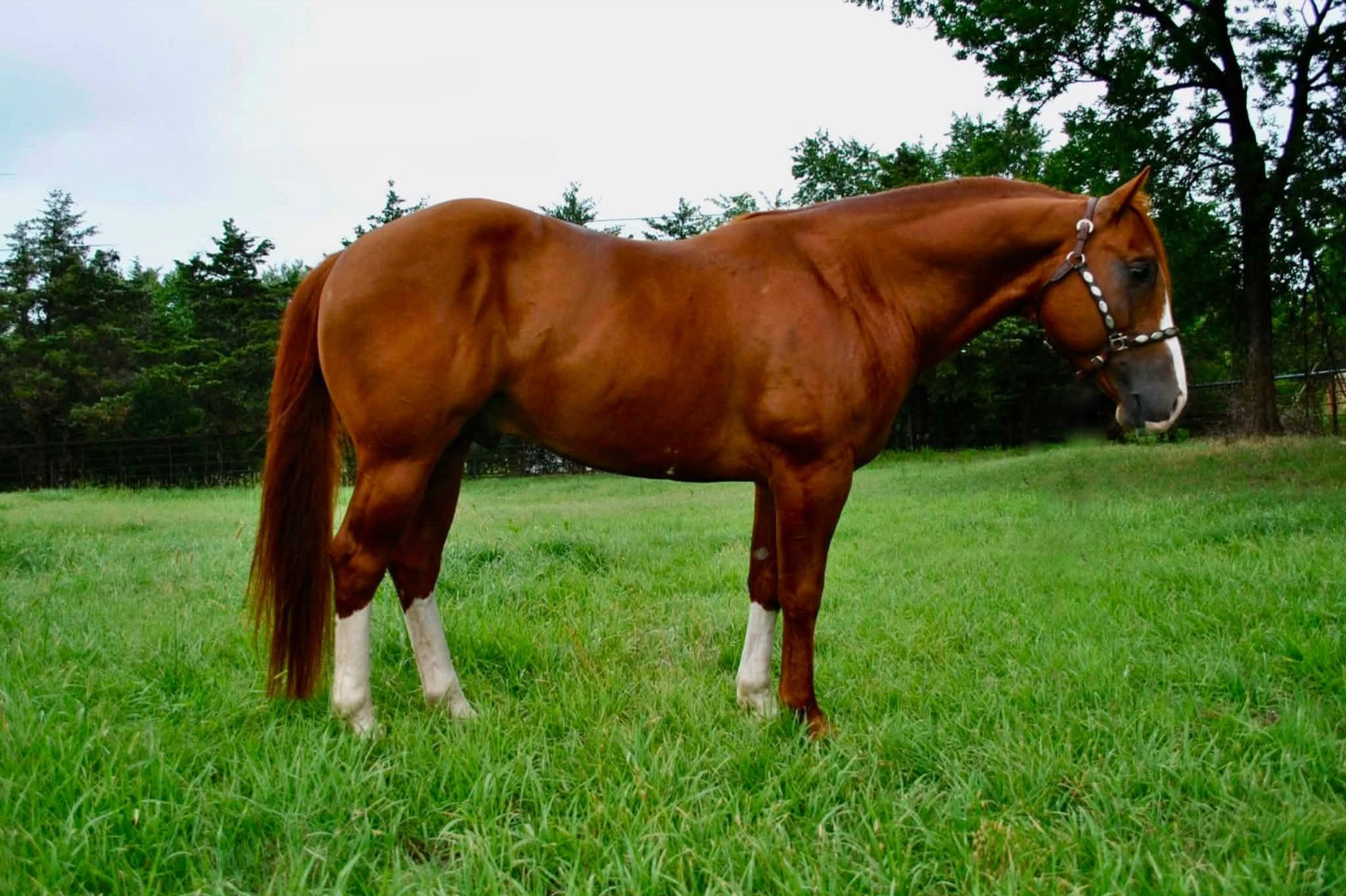 Outshine, CN Out Shine Winner, at Noble Ranch