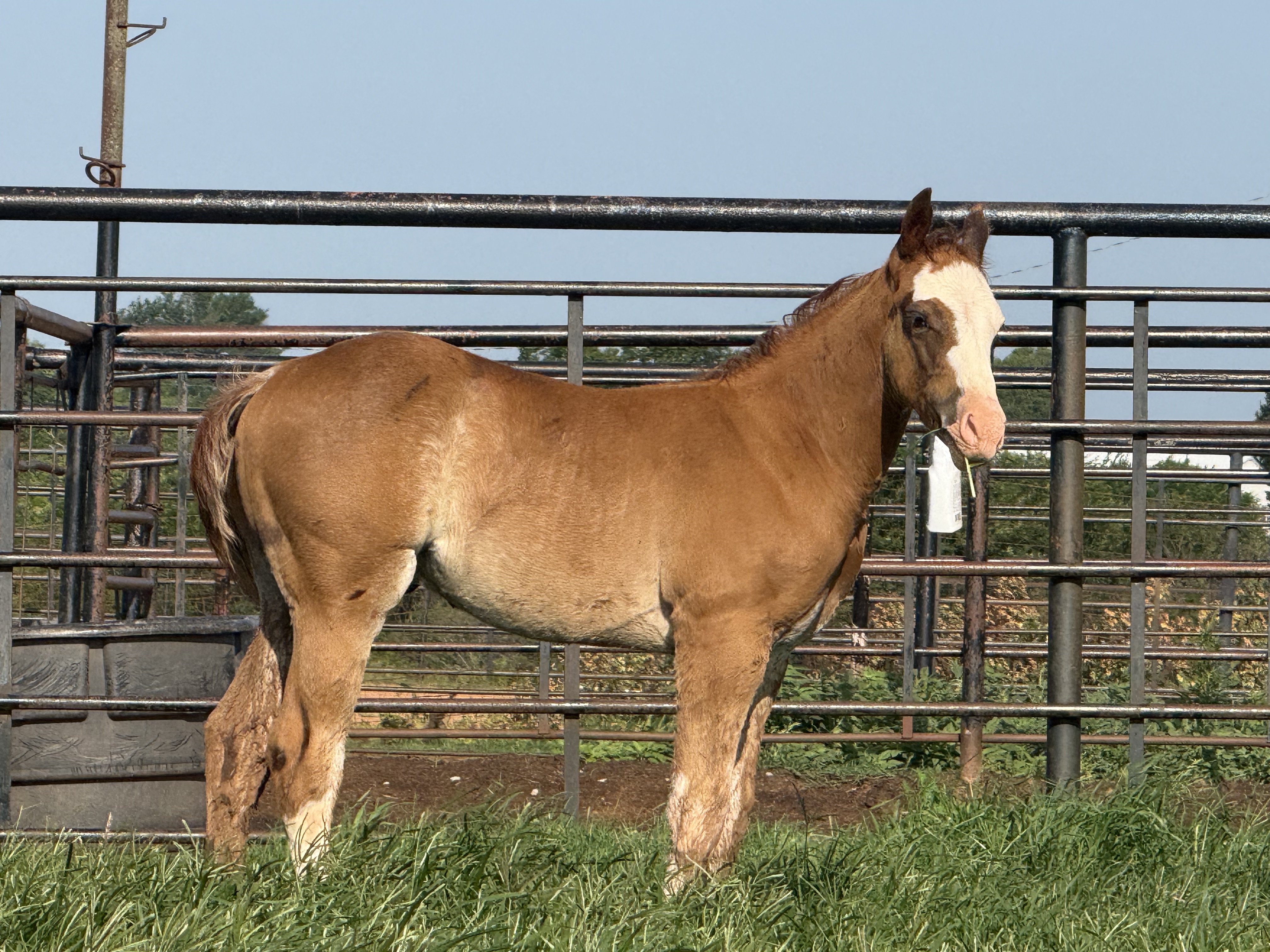 Noble Ranch foal — Stylin With Pepto × LKN Strippers Girl