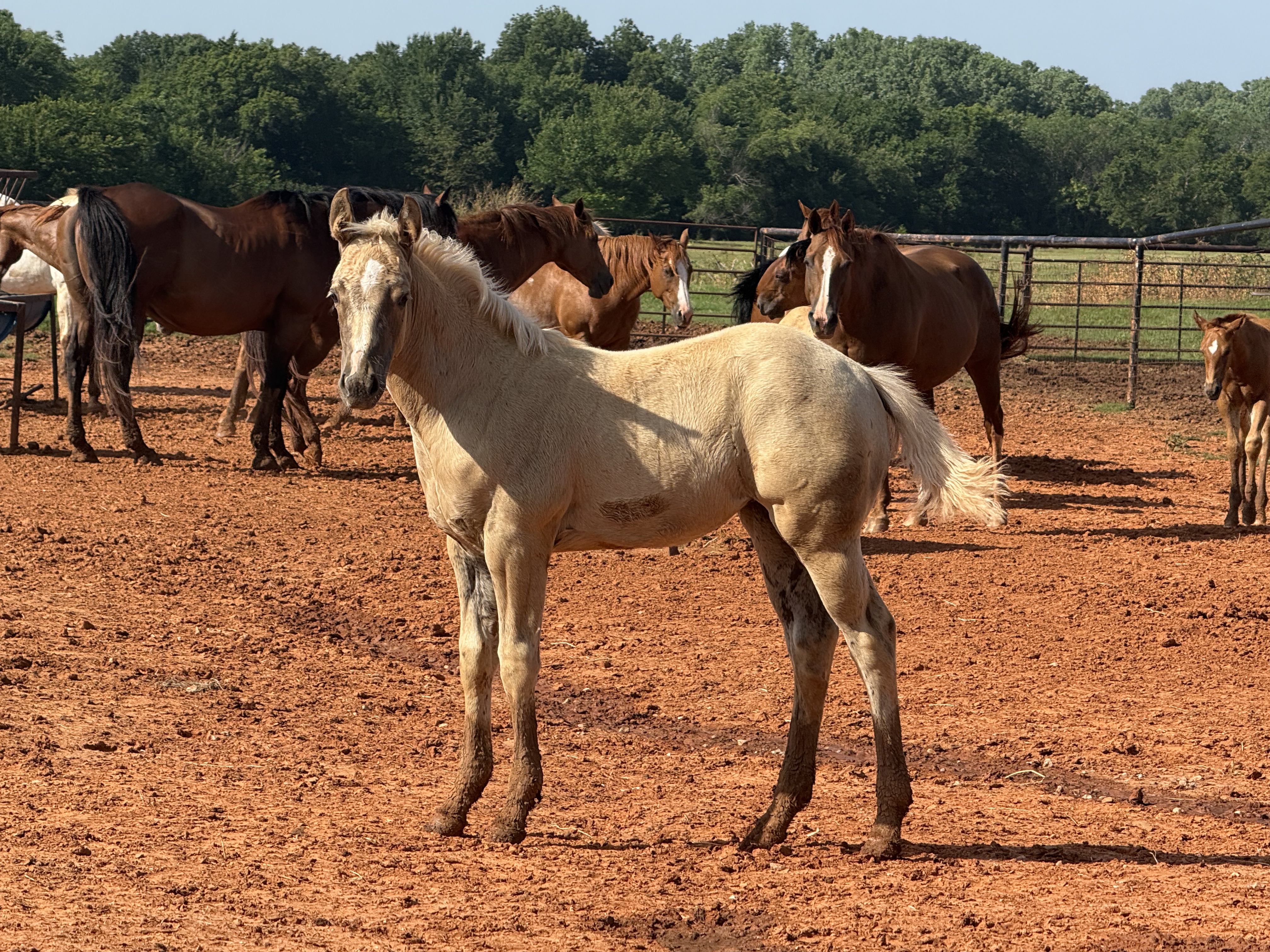 Noble Ranch foal — Ref Majestico × CN Shining Lil Marg