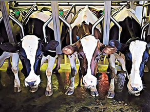 Gratitude For Our Food – Cows