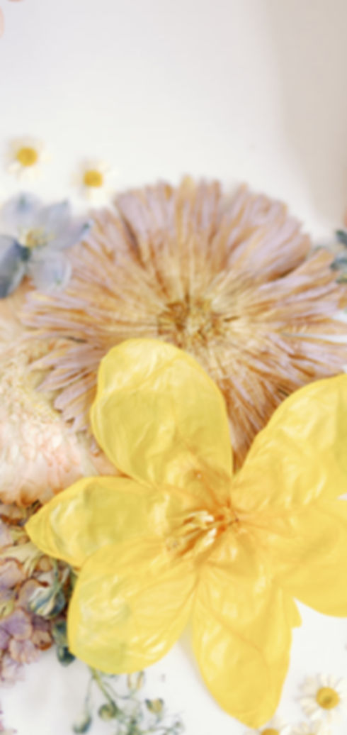 20250513TexasPressedFlowers072.jpg