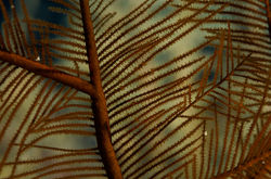Image # 01040 Brown Feather Blackcoral - 105 mm macro