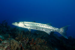 Image # 01007 Great Barracuda