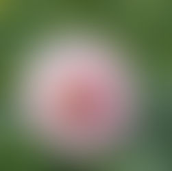 Parade of Cafe Au Lait Dahlia Colors