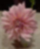 Medium Pink Cafe Au Lait Dahlia