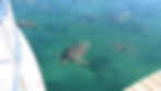 turtles.jpg