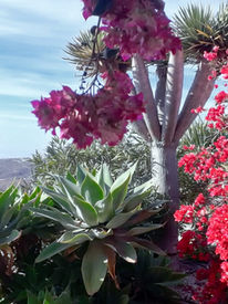 blühende Bougainvillea, Lebensbaum, Kakteen und Aloepflanzen im unterem Garten der Finca Pino Gordo