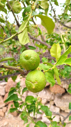 Zitronen hängen zum Plfücken bereit im Obstgarten der Finca