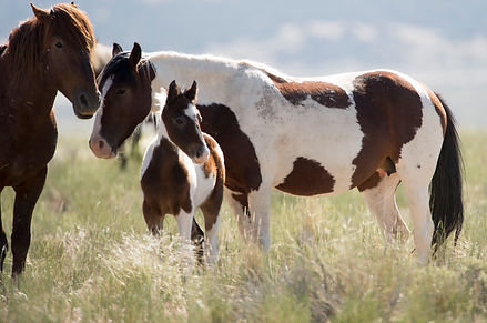 Horses.jpg