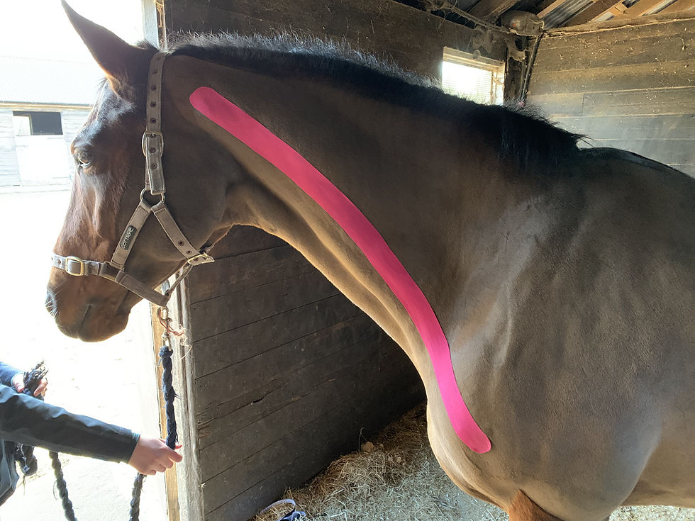 Kinesiology taping for the horse