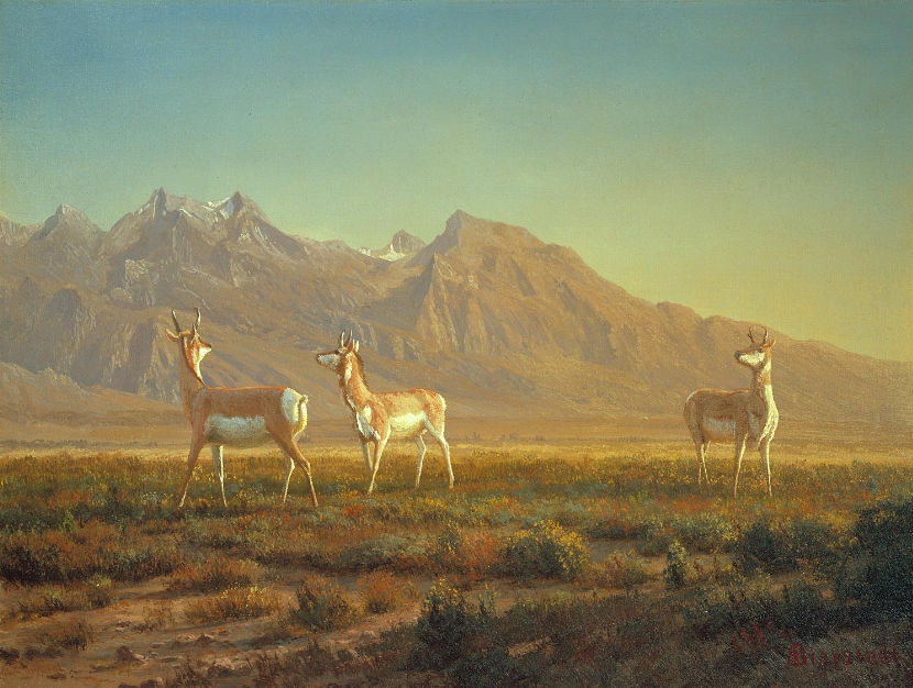 Thumbnail: wild animals