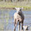 Thumbnail: George Wills photography