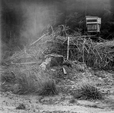 deforest_forweb.3 (3 of 4).jpg