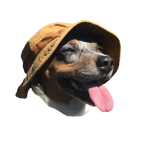 dog.gif