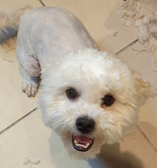 Spitz n Shine dog grooming Greytown