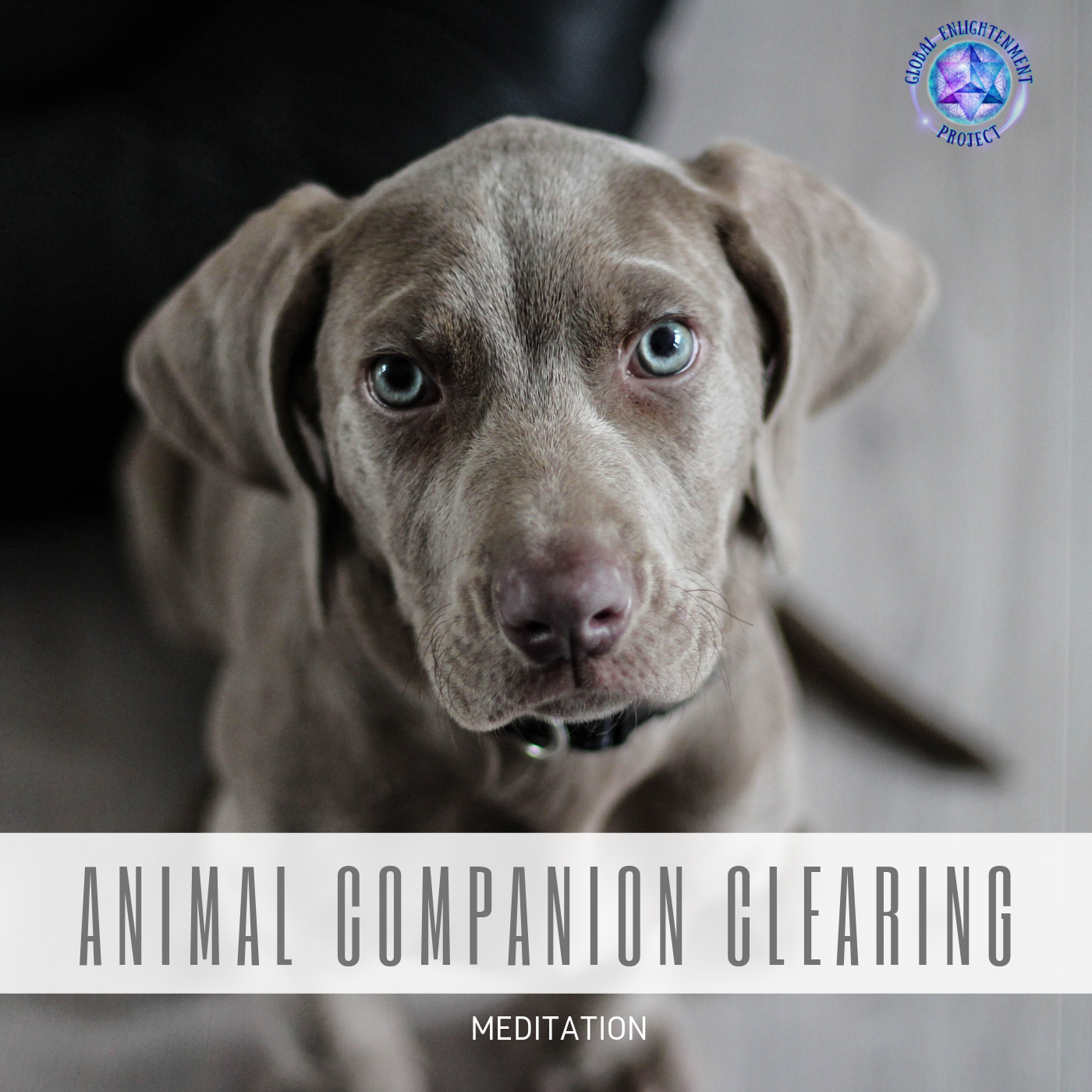 Animal Companion Clearing MP3