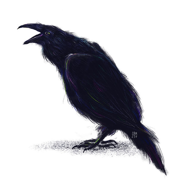 raven illustration 