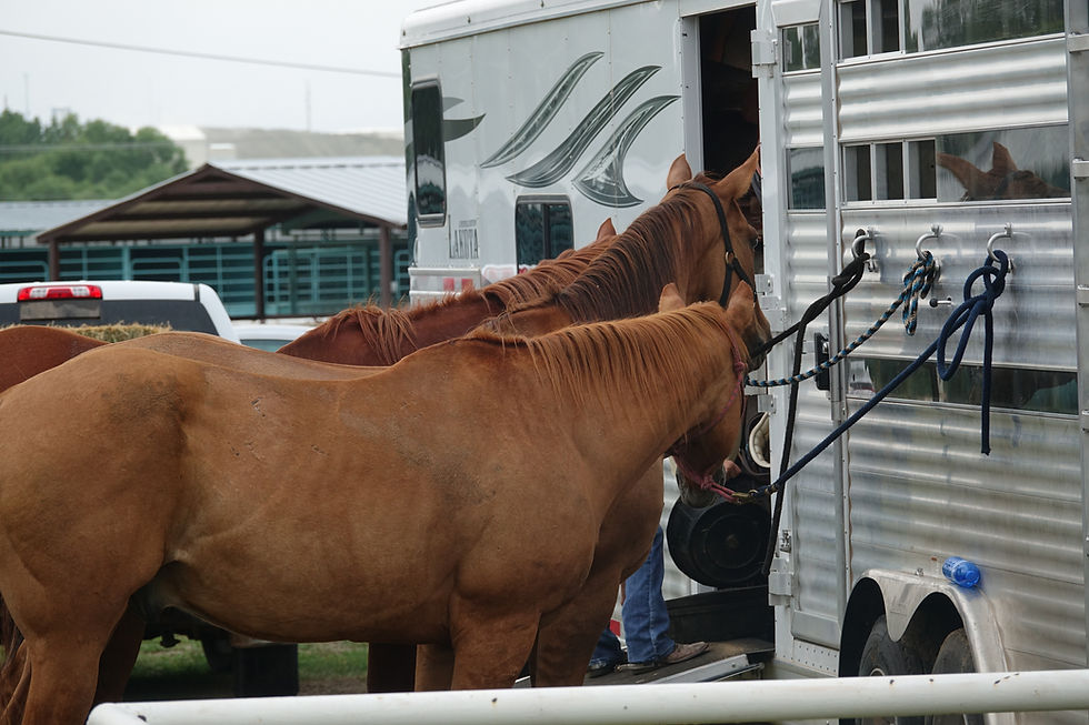 Horses wait for their snacks, tied to the trailer at a Wyoming Junior Rodeo.