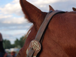 A horse owned by a junior rodeo athlete looks on with ears perked waiting for his next job.