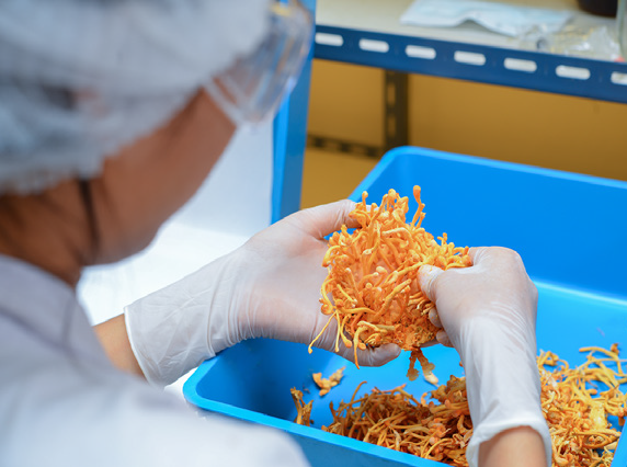 Küçük resim: Fohow Elixir Phoenix - Fohow Eliksir Feniks