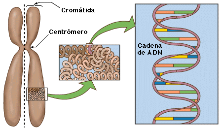 cromosoma