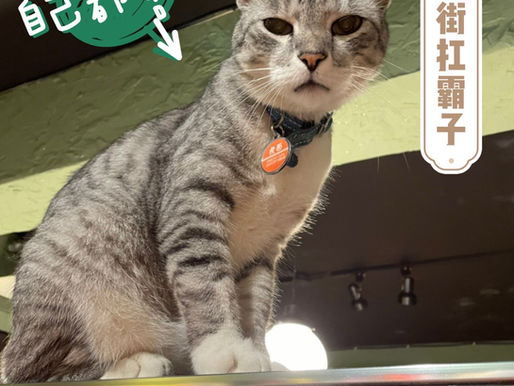 台北東門站‧鴉埠咖啡.Yaboo Café|貓咪咖啡廳|永康商圈深夜文青貓咖啡|喵店長虎面是永康街陽光扛霸子。