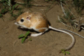 Ord's Kangaroo Rat.jpeg