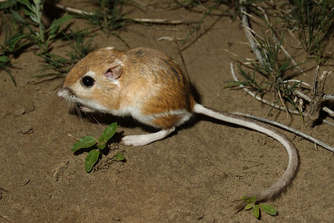 Ord's Kangaroo Rat.jpeg