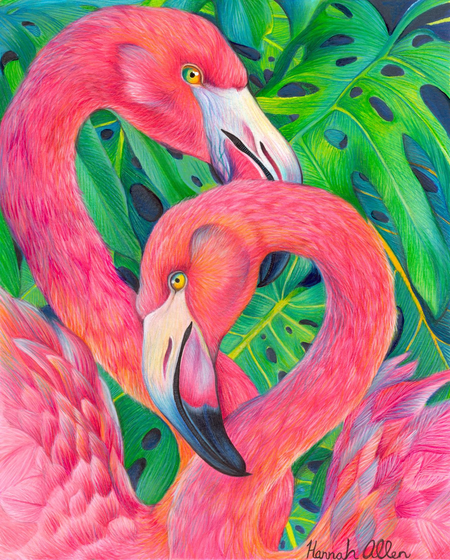 Flamingoes