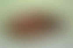 pormenor do vidrado do prato Gustav Heinkel