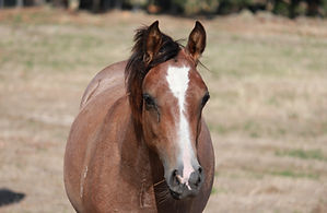 yearlings and foal feb 12 018.JPG