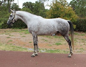 Acky and Blue Dressage 222.JPG