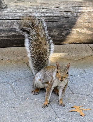 Friendly squirrel in central Park looking for a handout