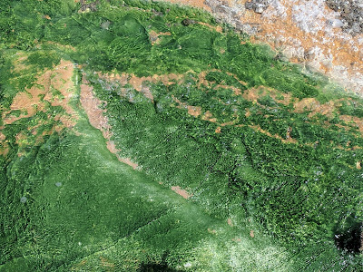 thermal pool at the Norris Geyser Basin reveals gorgeous greens and golds
