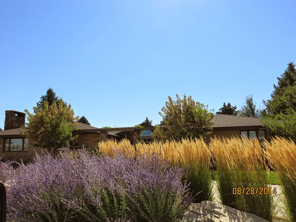 Cody's residential area above town sports lovely yards and native flora