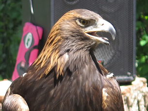 Cody's thriving raptor exhibit gives hands-on, close up view of spectacular birds of prey