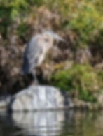 Paradise Point offers a bird lover's paradise. This graceful heron watches the water for a meal.