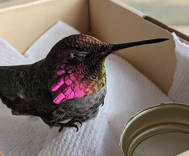 This tiny hummingbird weighs less than a penny. We found him wounded on our patio and helped him fly again this week. He's returned to his box to visit a couple times. Happy news! 