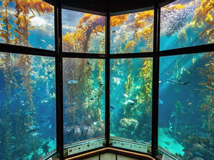 Two award winning aquariums offer insights into life under the sea